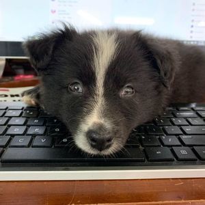 Meet your Posher, Candie